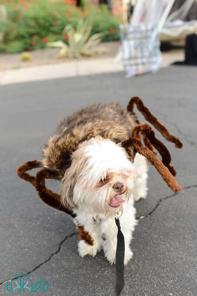 Spider Dog Halloween Costume Tutorial